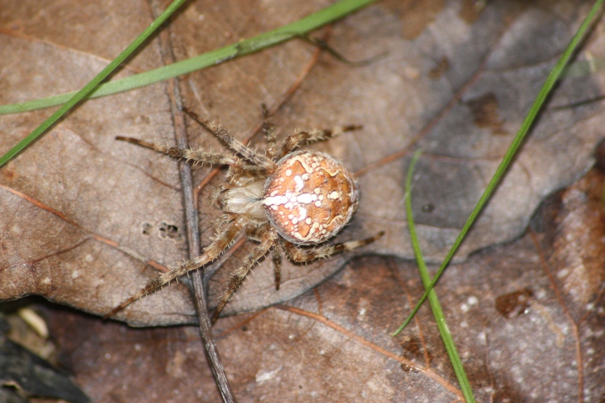 Araneus diadematus; Larinioides sp.